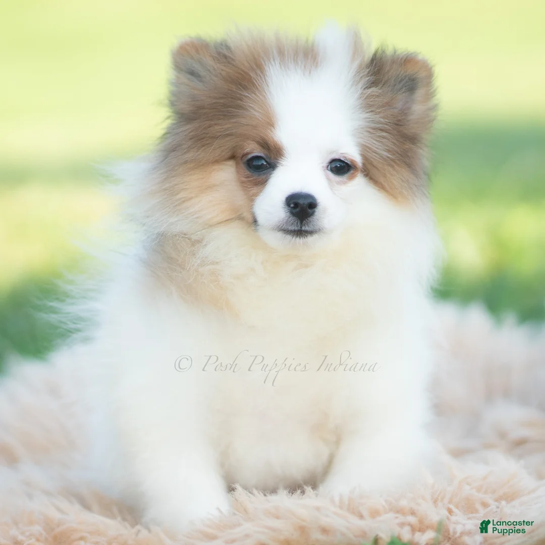 Pomeranian dogs for sale: Biscuit AKC - Ad 2