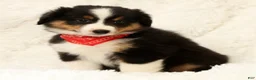 Miniature Australian Shepherd dogs for sale: Carter - Ad 9