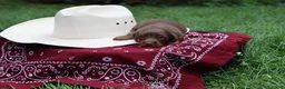 Miniature Dachshund dogs for sale: Scotch - Ad 4