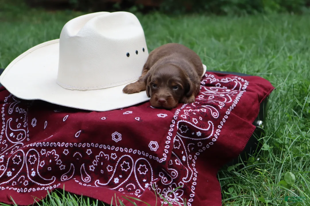 Miniature Dachshund dogs for sale: Scotch - Ad 4