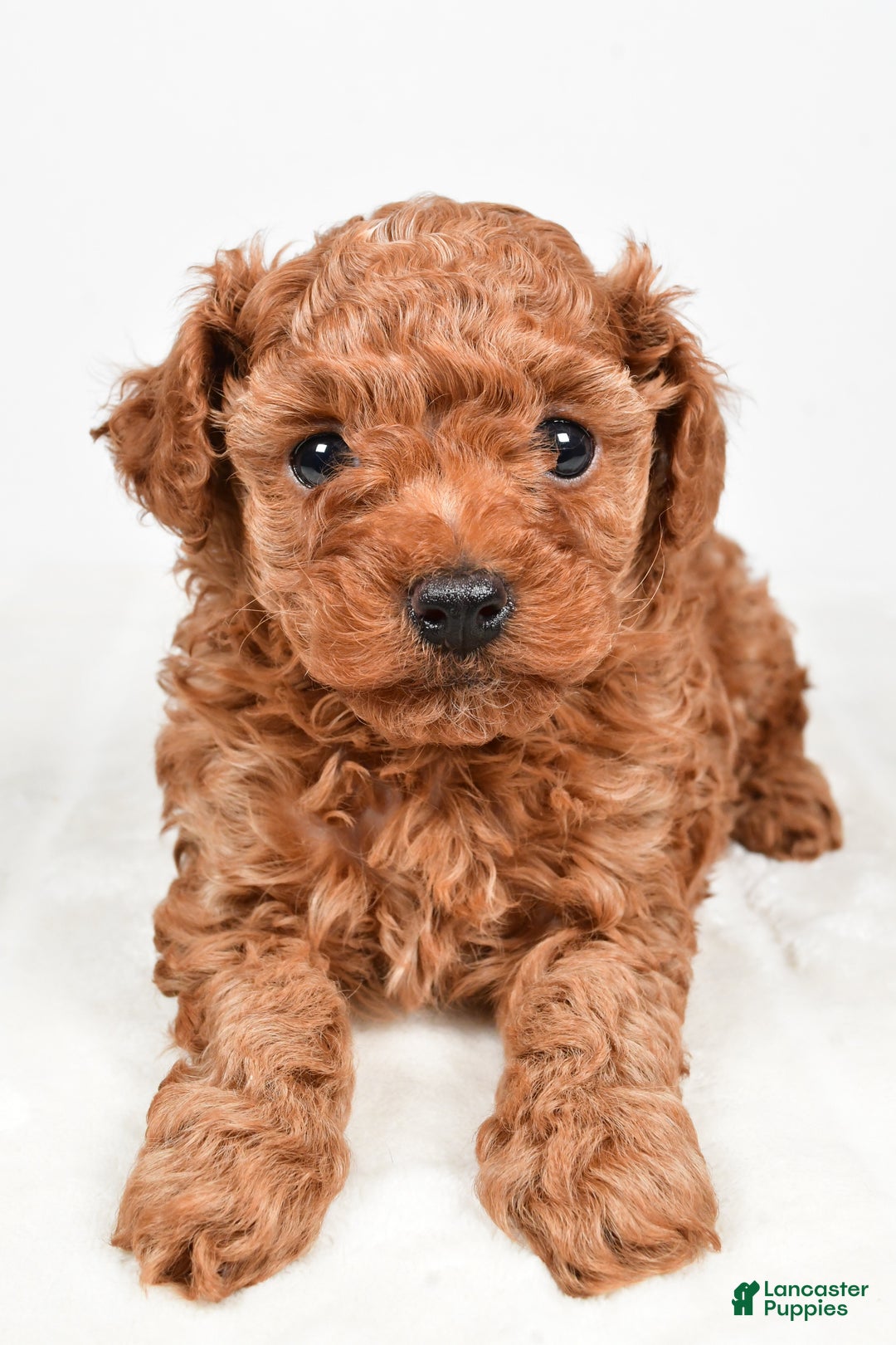 Miniature Poodle dogs for sale: Brady - Ad 2
