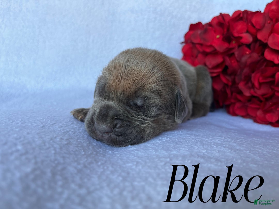 Cane Corso dogs for sale: Blake - Ad 4