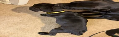 Cane Corso 2
