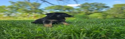German Shepherd dogs for sale: Mindy - Ad 7