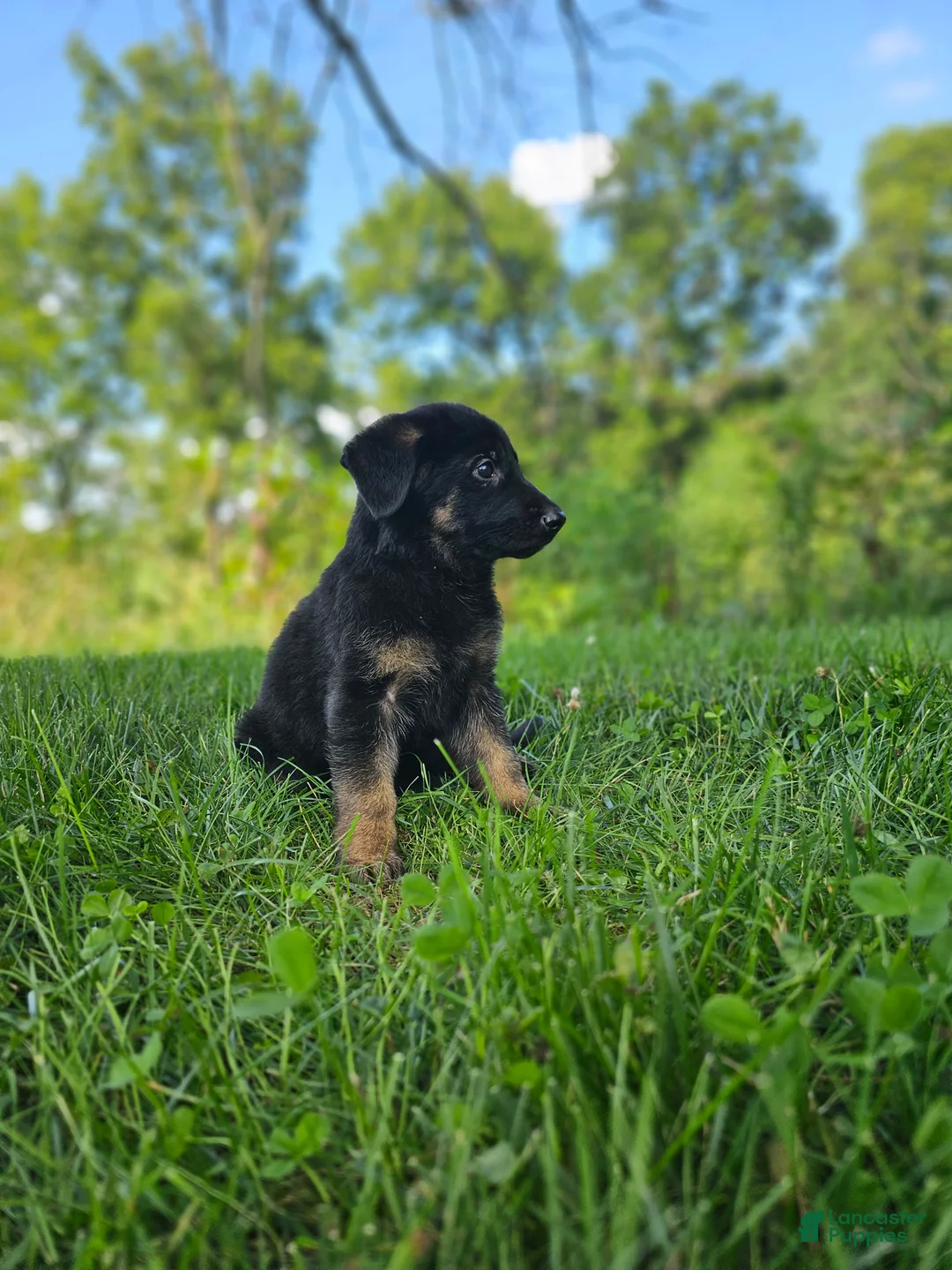 German Shepherd dogs for sale: Mindy - Ad 7