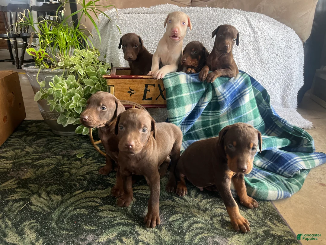 Doberman Pinscher dogs for sale: DAPHNE❤️🐾AKC Ears & Tail Docked❤️Call 717-548-2200 - Ad 4