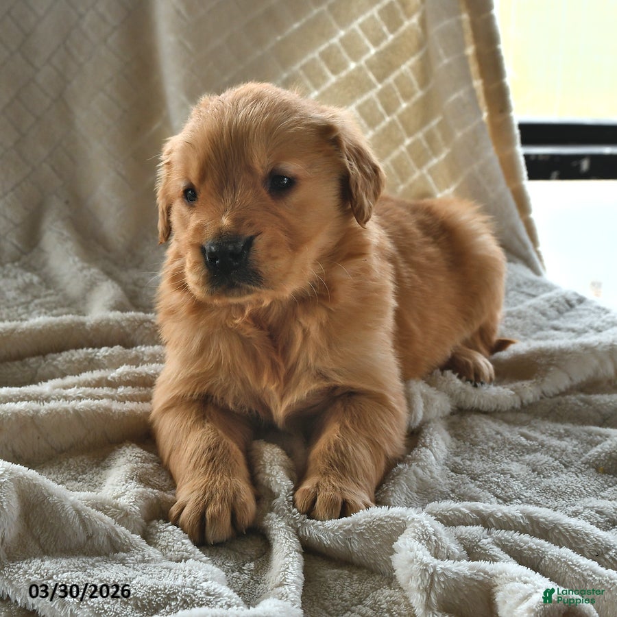 Golden Retriever dogs Benny - Ad 1