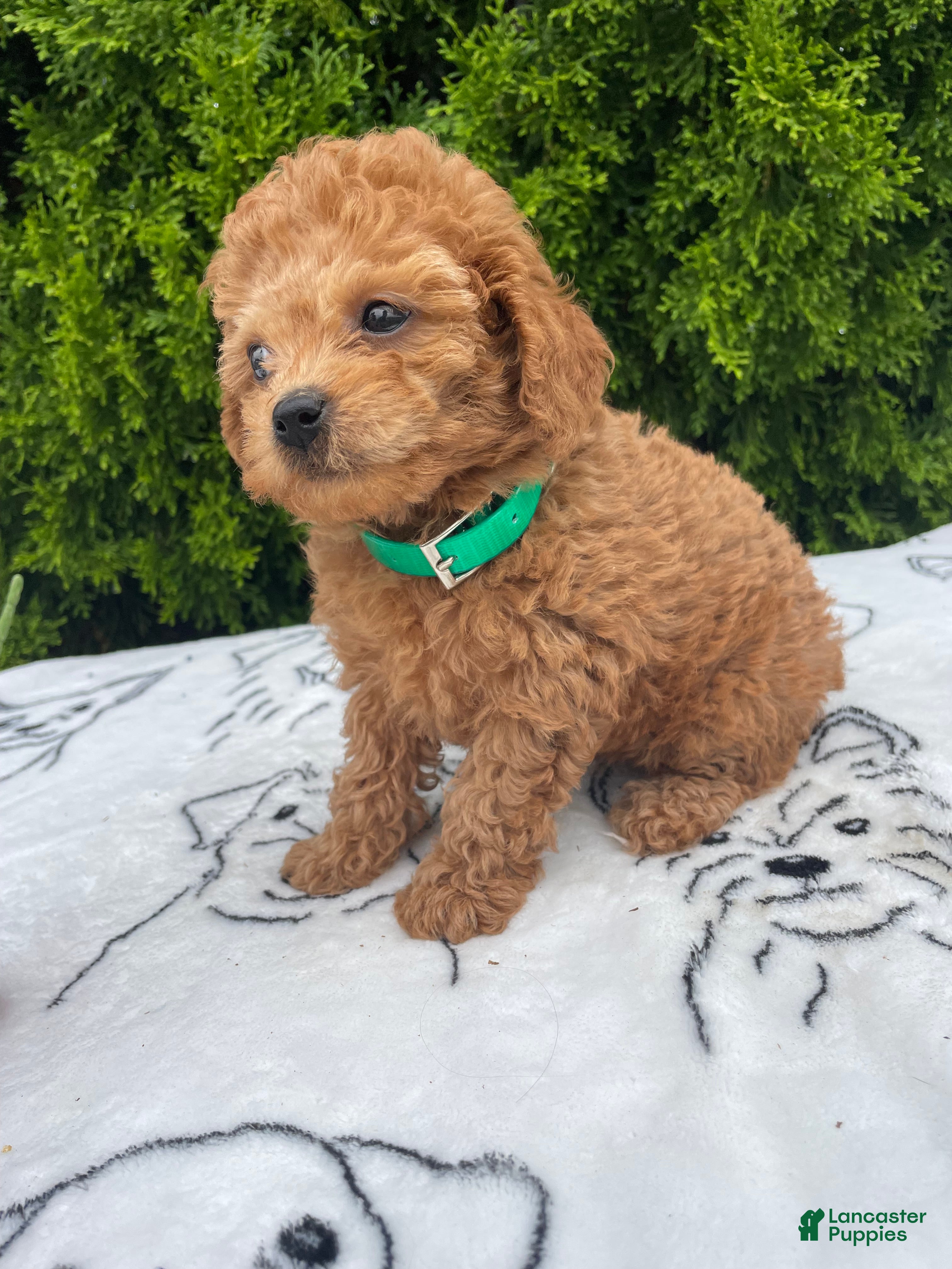 Toy Poodle dogs Coral - Ad 1