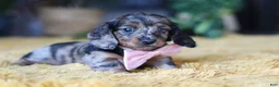 Miniature Dachshund dogs for sale: Strudel - Ad 6