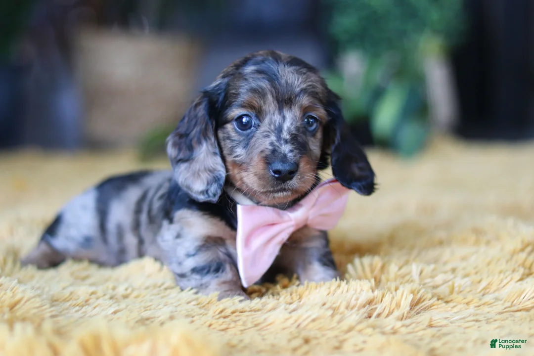 Miniature Dachshund dogs for sale: Strudel - Ad 6