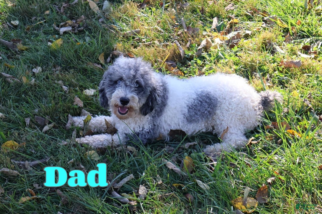 Shihpoo dogs for sale: Evon - Ad 10