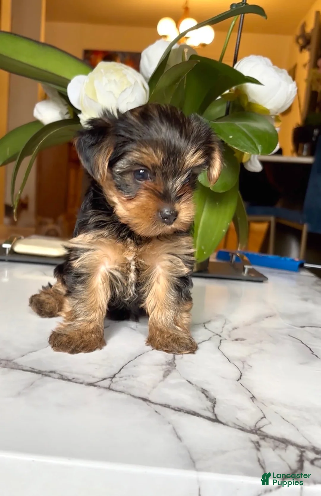 Yorkshire Terrier dogs for sale: Yorkshire Terrier Puppy 2 - Ad 2