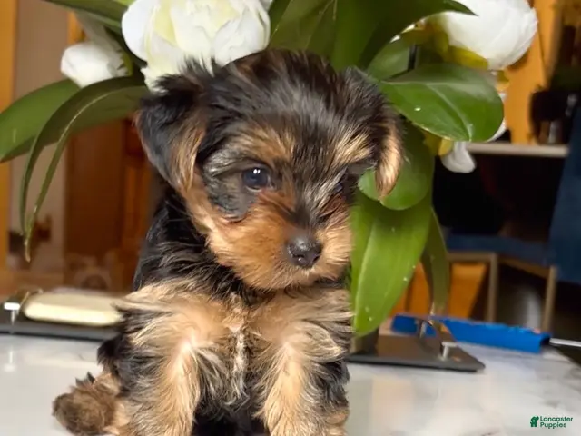 Yorkshire Terrier dogs for sale: Yorkshire Terrier Puppy 2 - Ad 2