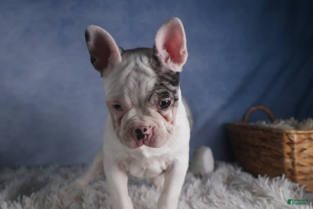 Frenchton dogs for sale: ISAAC - Ad 4