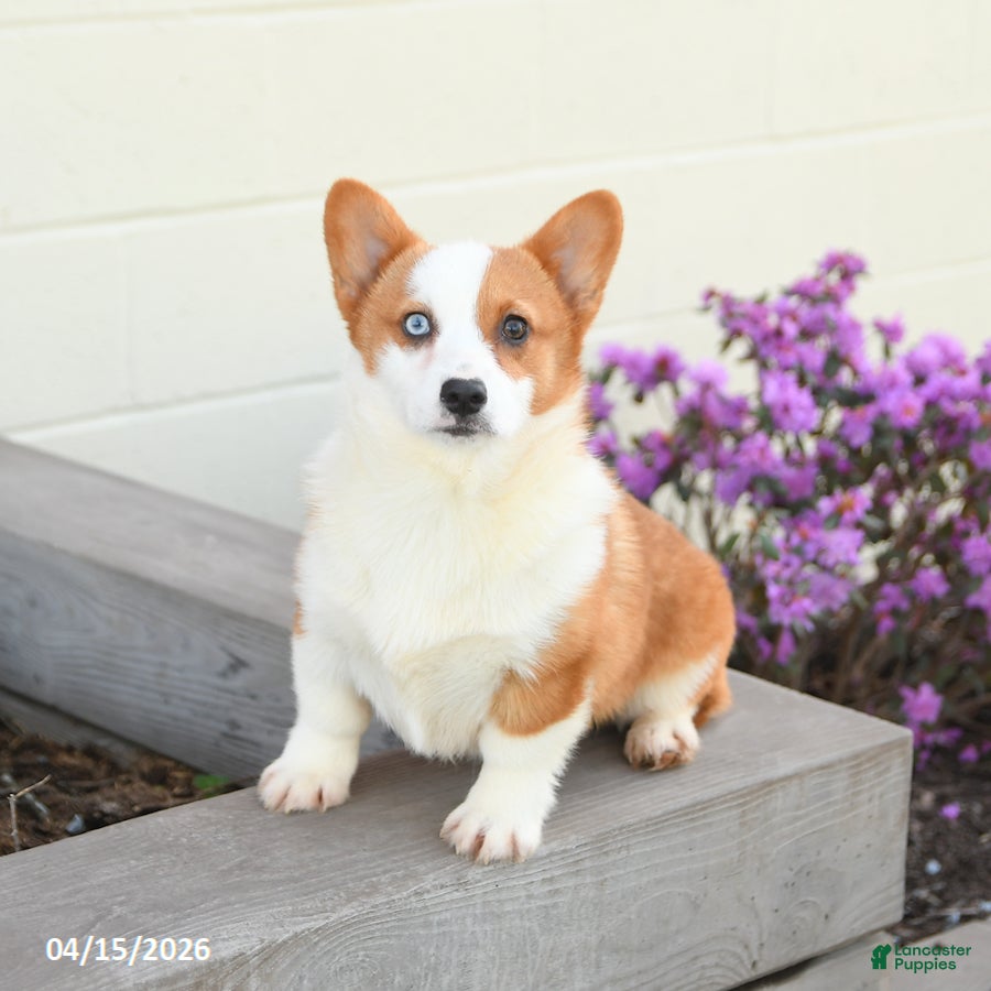 Welsh Corgi Pembroke dogs Penny  - Ad 1