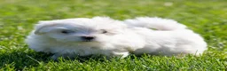 Maltese dogs for sale: Millie Maltese Puppy  - Ad 12