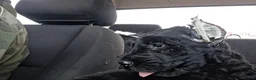 Giant Schnauzer dogs for sale: Ink - Ad 2