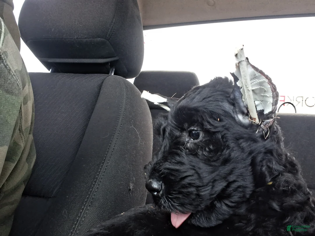 Giant Schnauzer dogs for sale: Ink - Ad 2