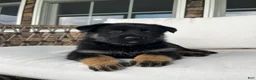 German Shepherd dogs for sale: Celia - Ad 5