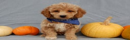 Mini Goldendoodle dogs for sale: Odie - Ad 7