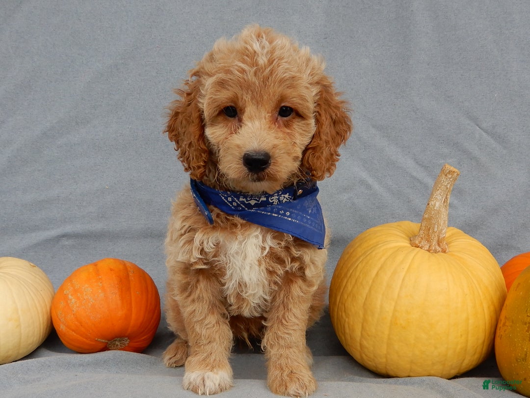 Mini Goldendoodle dogs for sale: Odie - Ad 7