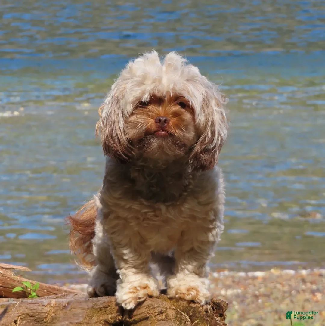 Mixed Breed dogs for sale: Buckeye male Shichon - Ad 4