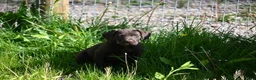 German Shorthaired Pointer dogs for sale: Buck - Ad 5