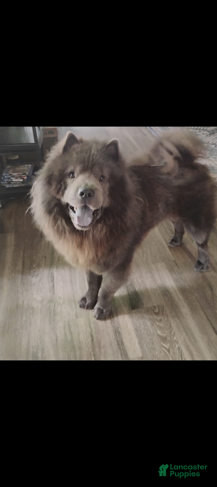 Chow Chow dogs Chow Chow Puppy 1 - Ad 2