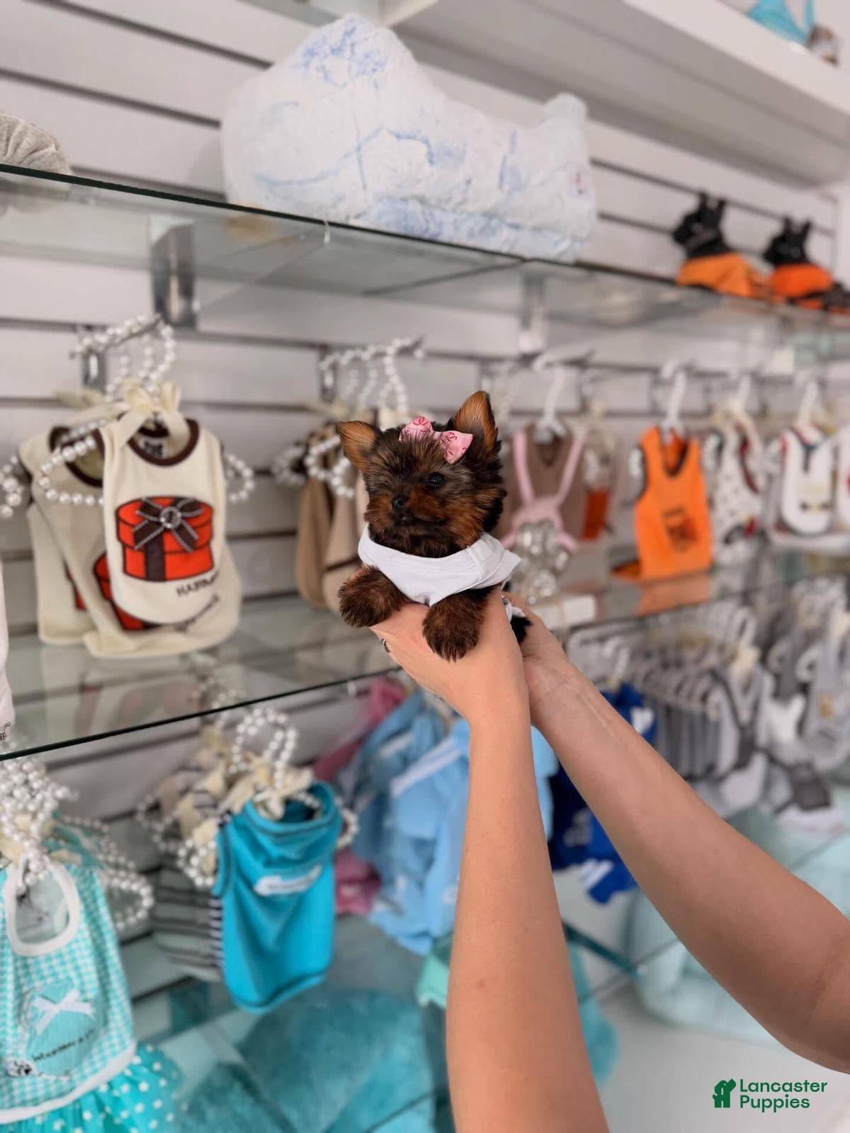 Yorkiepoo dogs Sissy - Ad 2