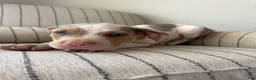 American Bully dogs for sale: Mr.Platinum  - Ad 8
