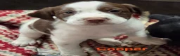 Mixed Breed dogs for sale: Cooper - Ad 1