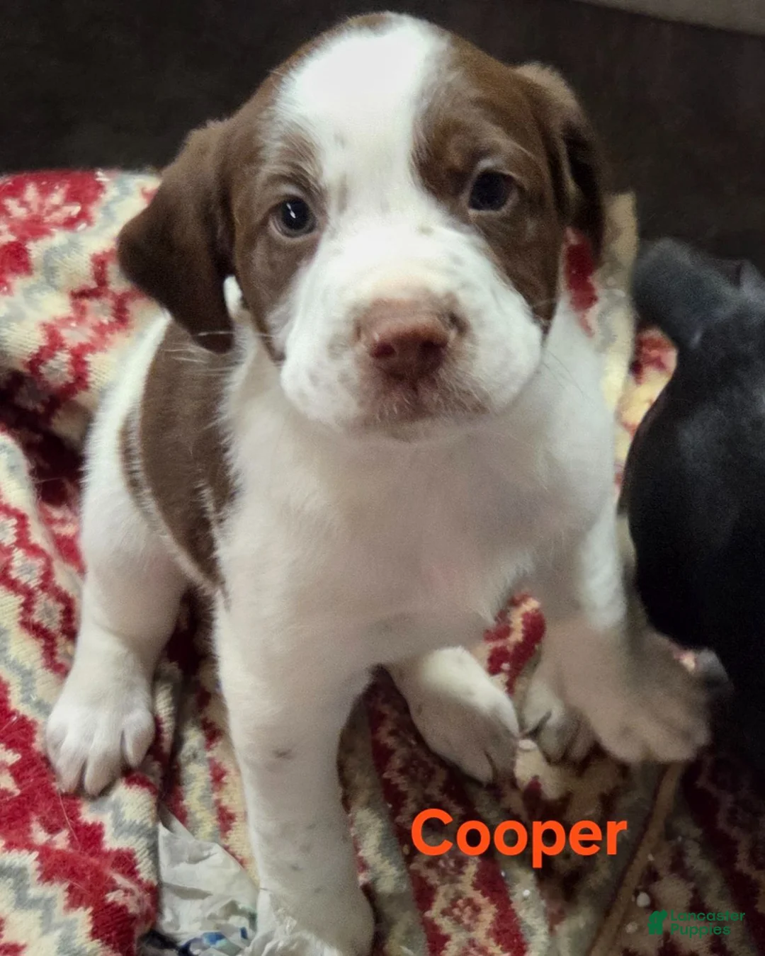 Mixed Breed dogs for sale: Cooper - Ad 1