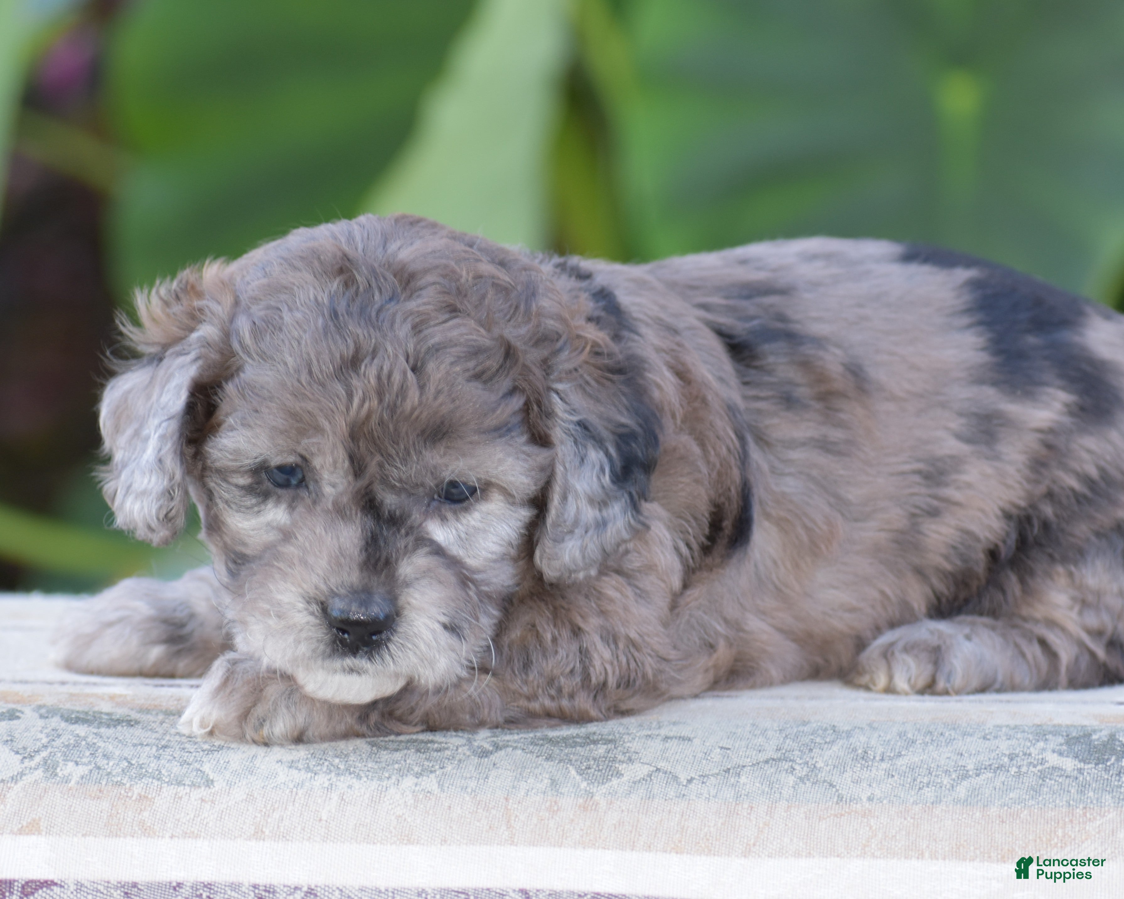 Mini Goldendoodle dogs Heather - Ad 2