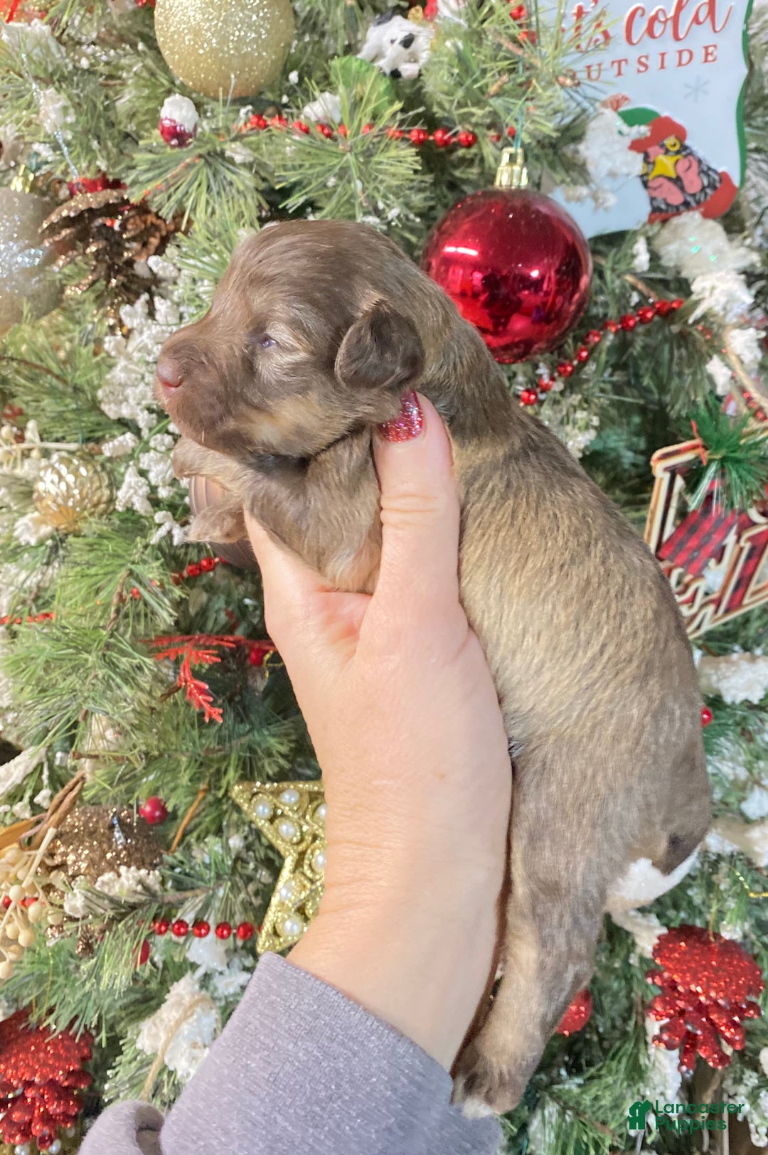 Miniature Schnauzer dogs for sale: Miniature Schnauzer Puppy 4 - Ad 2