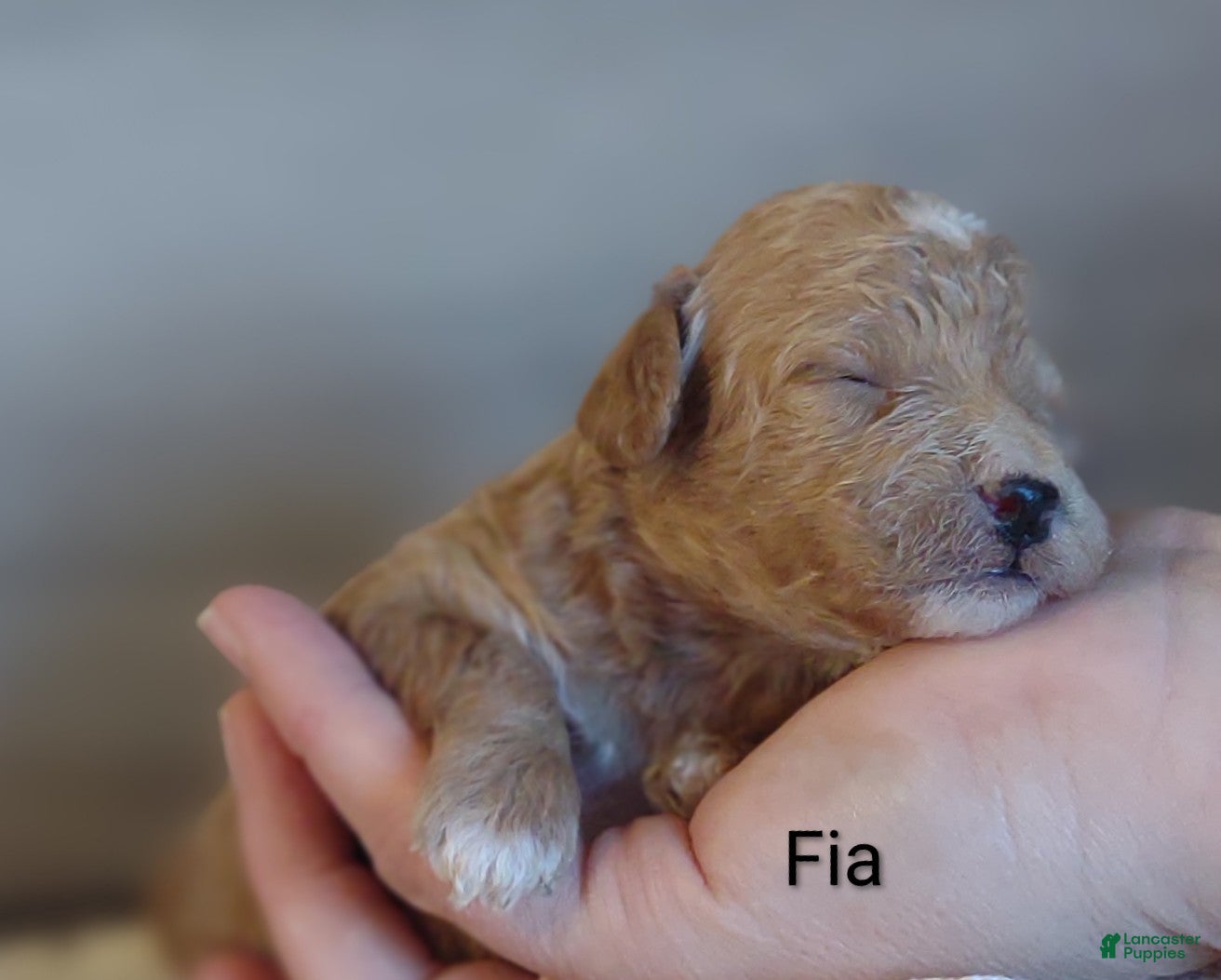 Shihpoo dogs Fia - Ad 8