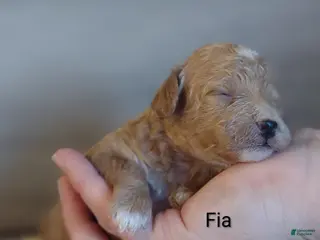 Shihpoo dogs Fia - Ad 8