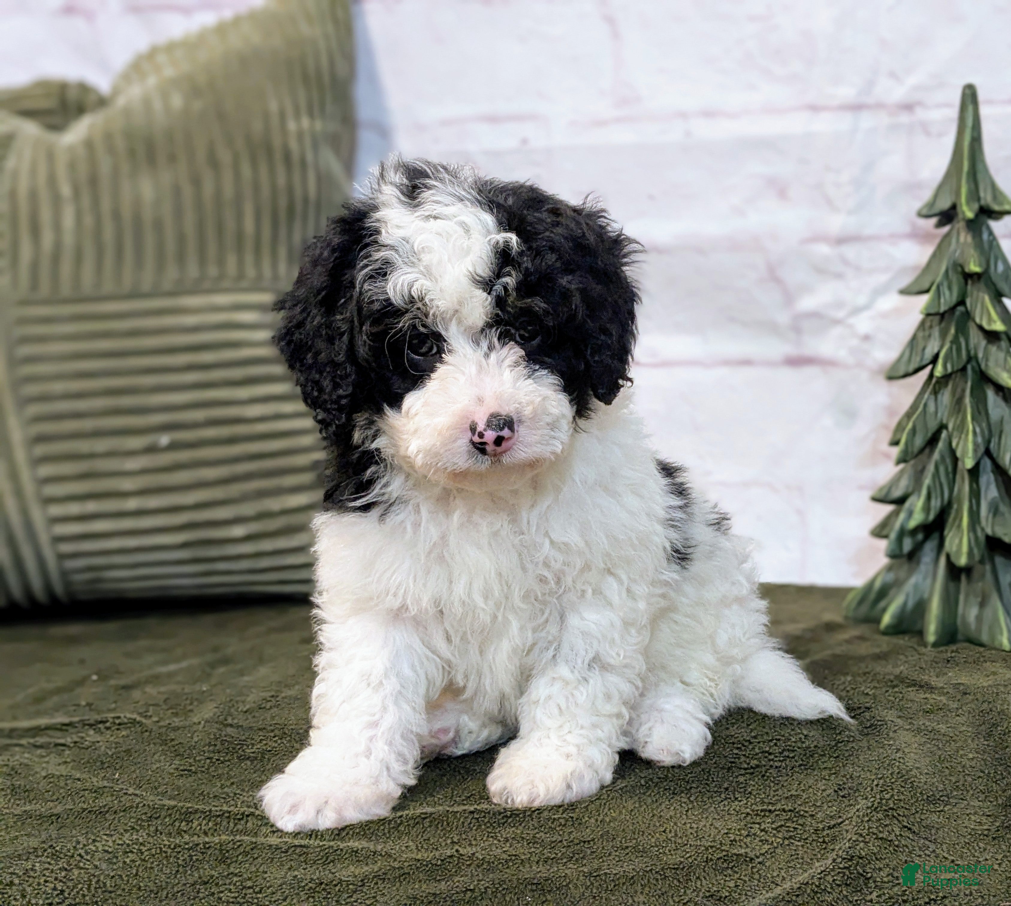 Bernedoodle dogs Oliver - Ad 8