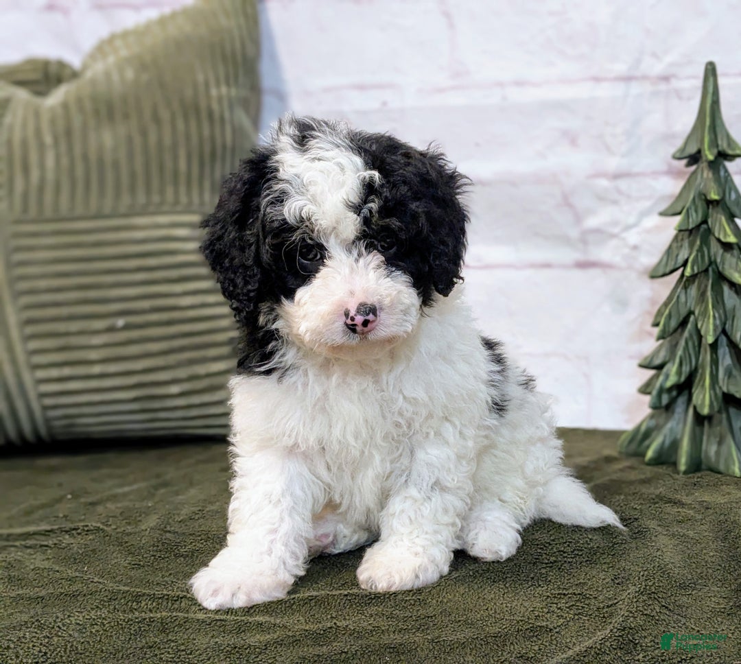 Bernedoodle dogs for sale: Oliver - Ad 2