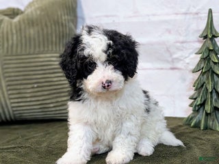 Bernedoodle dogs Oliver - Ad 2