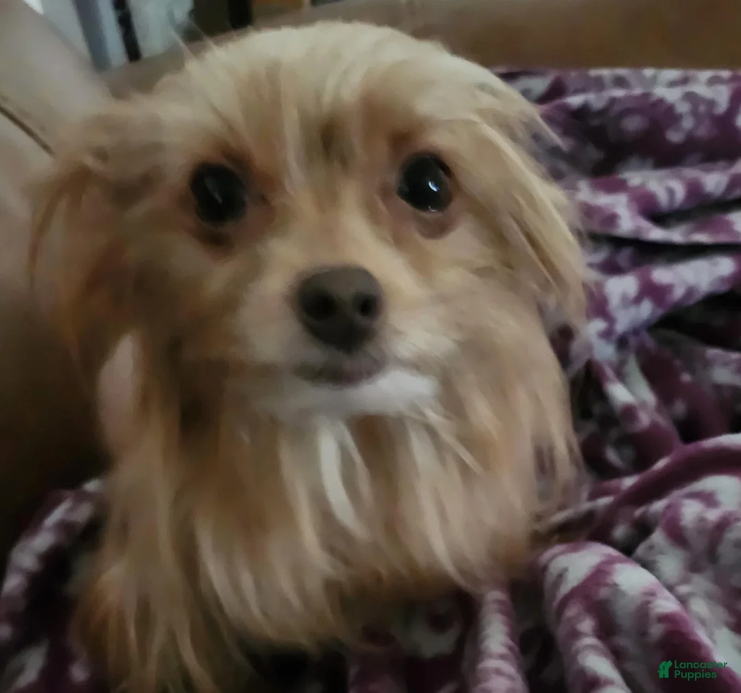 Morkie dogs for sale: Morkie 2 - Ad 2