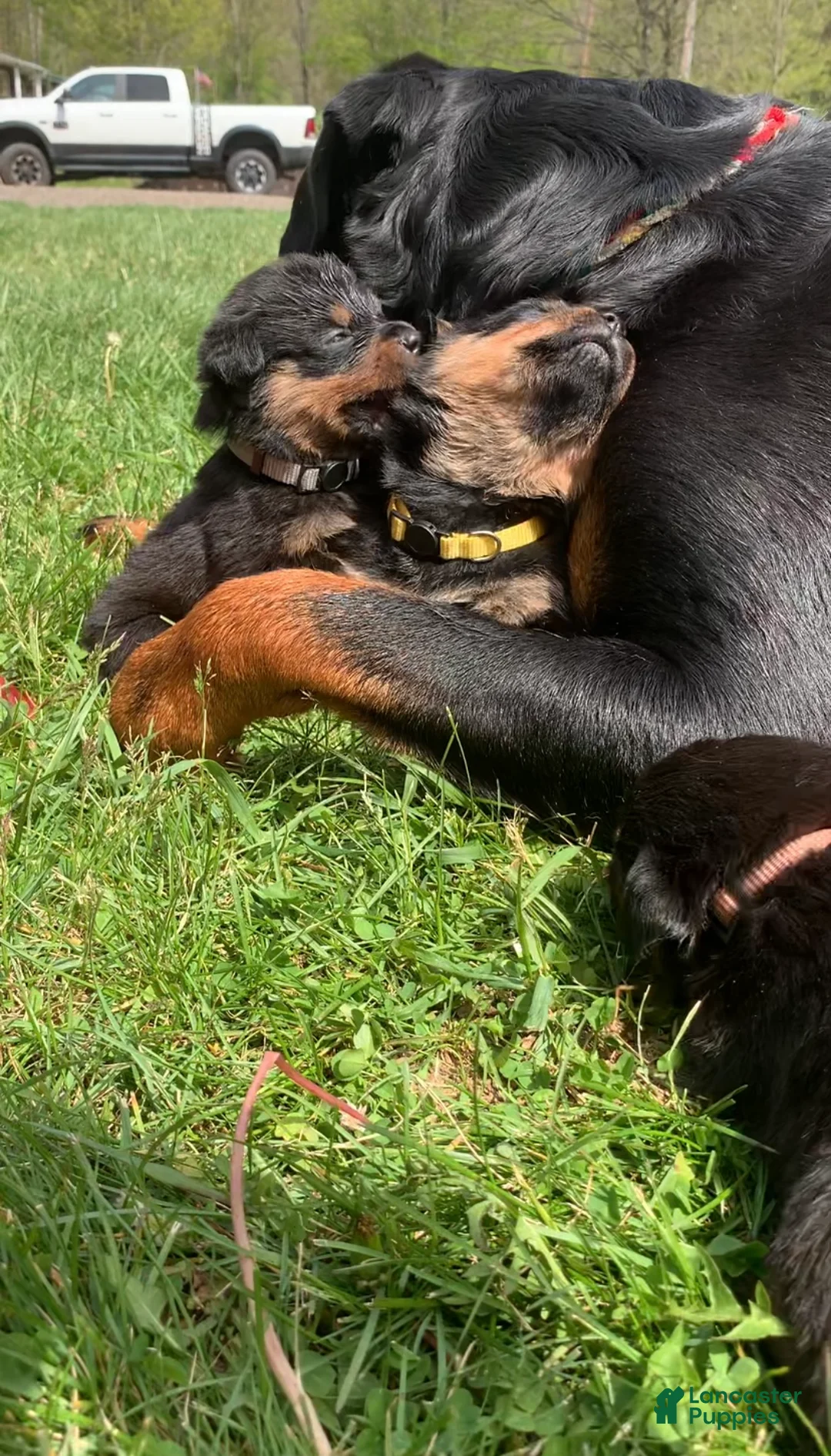 Rottweiler dogs for sale: Yellow Female - Ad 2