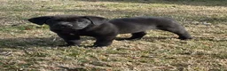 Cane Corso dogs for sale: Teddy - Ad 2