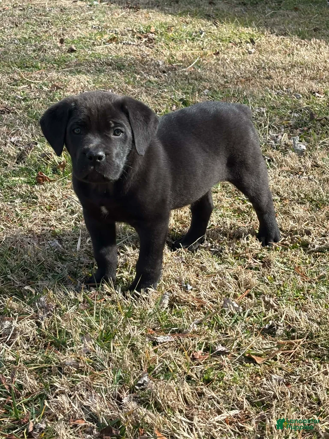 Cane Corso dogs for sale: Teddy - Ad 2