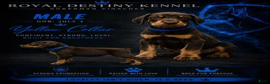 Doberman Pinscher 1