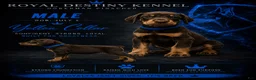 Doberman Pinscher dogs for sale: Doberman Pinscher 1 - Ad 1