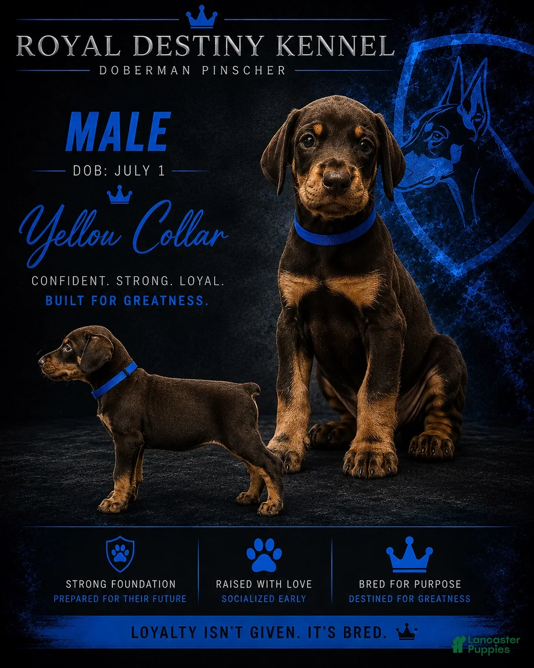 Doberman Pinscher dogs for sale: Doberman Pinscher 1 - Ad 1