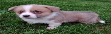 Welsh Corgi Pembroke 5