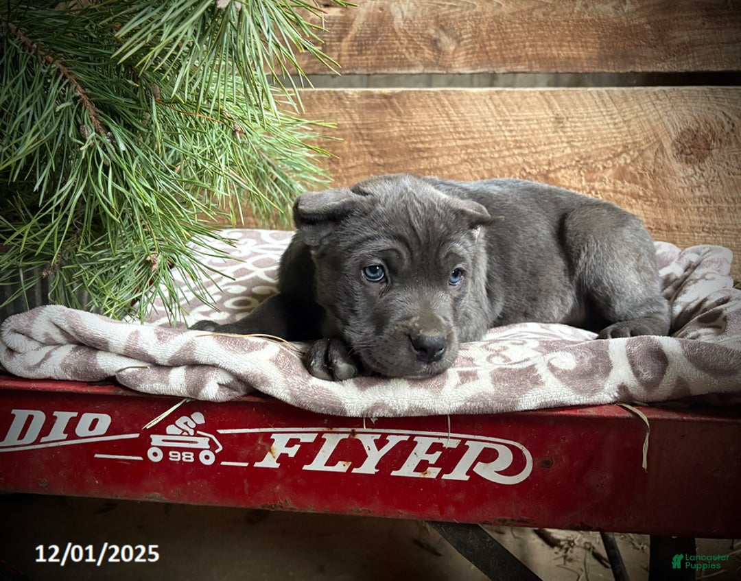 Cane Corso dogs for sale: Reba - Ad 3