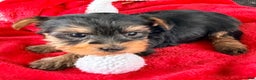 Yorkshire Terrier dogs for sale: Eve - Ad 2