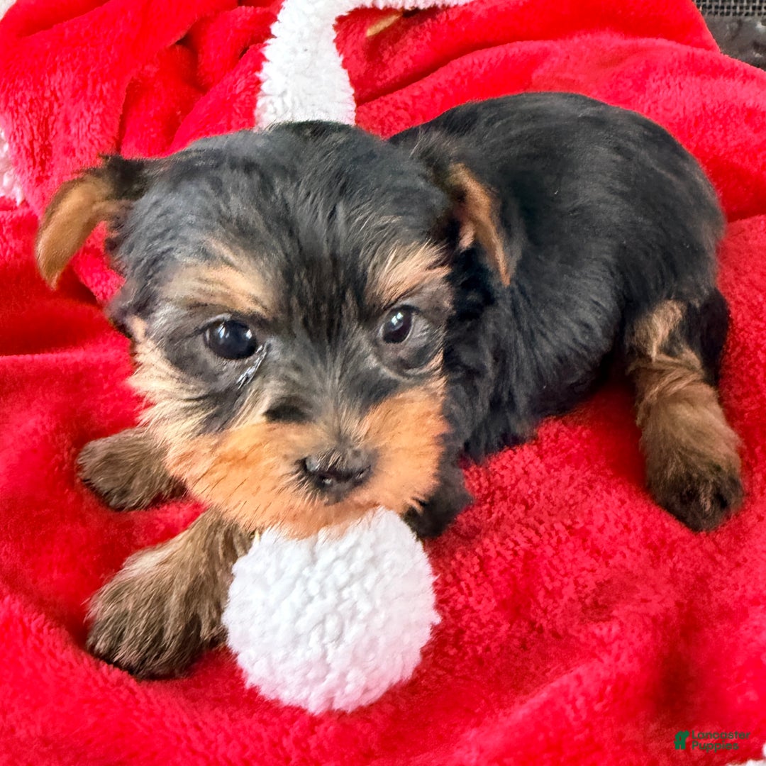 Yorkshire Terrier dogs for sale: Eve - Ad 2